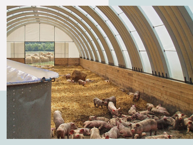 Строительство свинарников в Шелехове