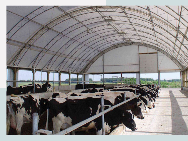 Тентовые коровники в Шелехове